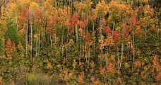 Colorado Fall Colors, Sept 2014